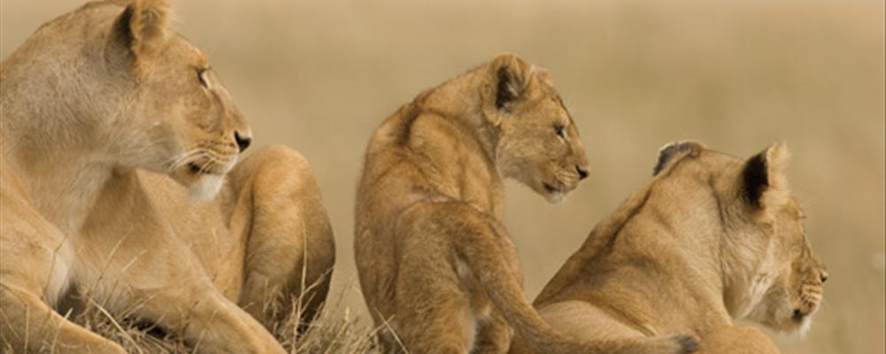 safari in the mighty okavango delta